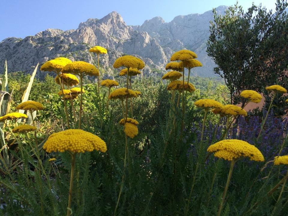 Apartments Bella Vista Makarska Kültér fotó